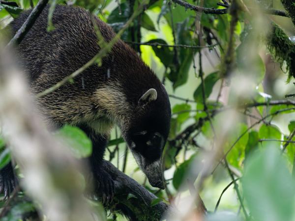 <h3><a href="/trips/costa-rica/biota/animalia/chordata/mammalia/carnivora/procyonidae/nasua narica/nasua narica-nl.html">Nasua&nbsp;narica</a> / White‑nosed&nbsp;coati / </h3>OM-1 Mark II met OLYMPUS M.150-400mm F4.5, 1/250 sec  bij F4.5, ISO 10000, afstand 11.6&nbsp;m